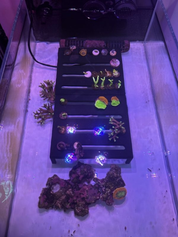 fragracksample1 Free Standing Frag Rack