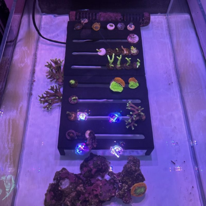 fragracksample1 Free Standing Frag Rack