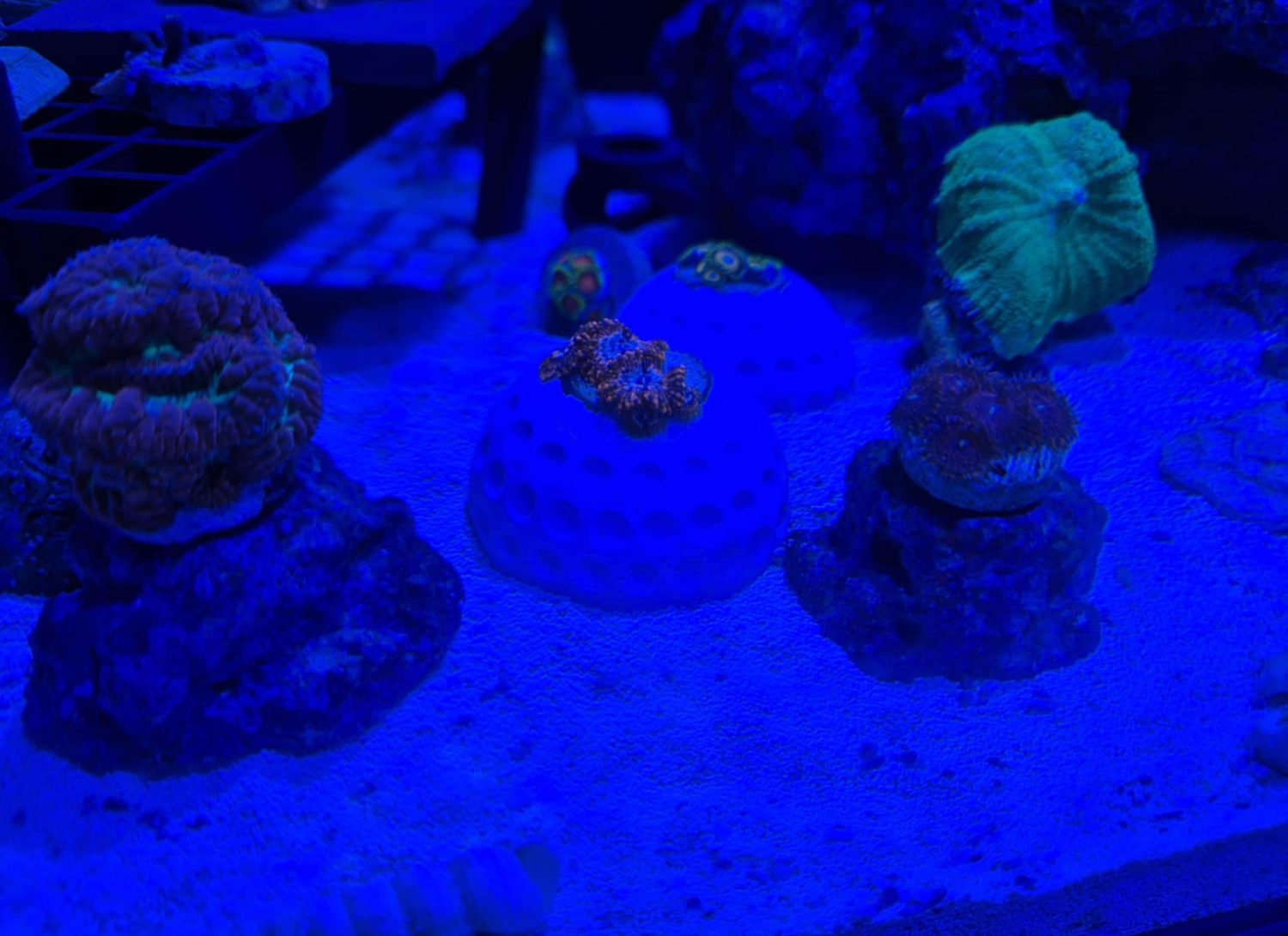Single Coral Frag Holder